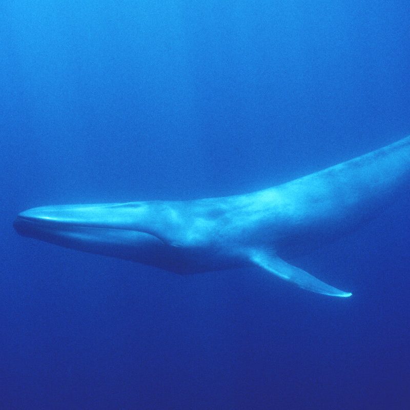 A blue whale
